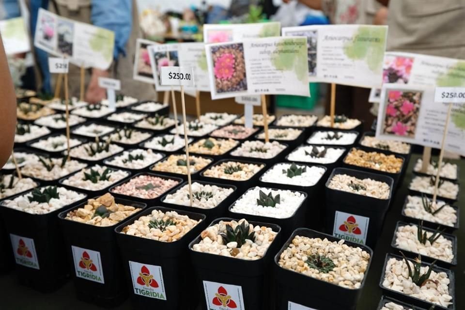 El Jardín Botánico de la UNAM celebró el Día Nacional con ciencia, juegos, talleres y venta de plantas para toda la familia.