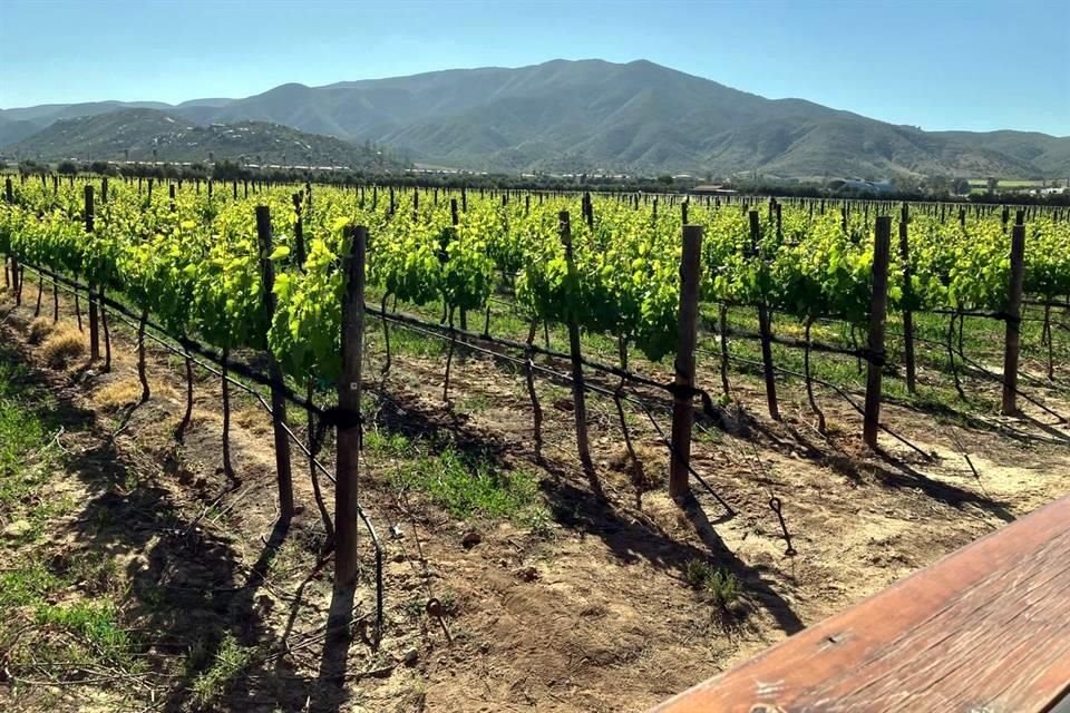 Conseguir transporte para visitar alguno de los viñedos de Valle de Guadalupe en grupo es posible mediante algunos clics.