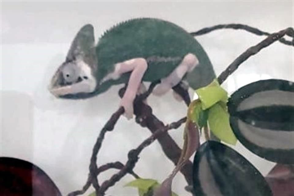 Las autoridades investigarán a Juan José 'O' por la posesión de la fauna encontrada y la posible comisión de delitos contra la vida silvestre.
