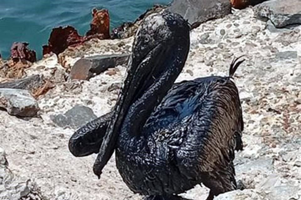 Aspecto de la afectación tras un derrame de hidrocarburo en Dos Bocas, Tabasco.