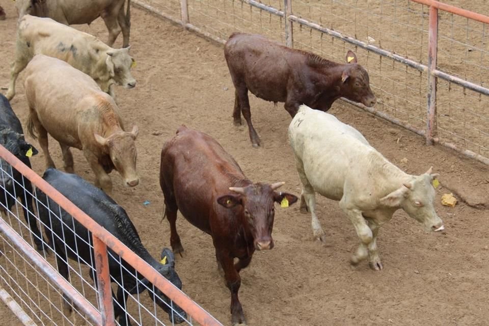 Chihuahua afirmó que no presenta ningún caso por presencia de gusano barrenador ante cierre de frontera para importaciones de ganado vivo.