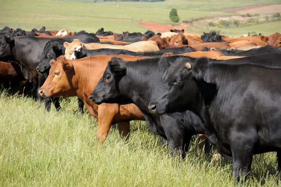Departamento de Agricultura de EU cerró otra vez frontera con México para importaciones de ganado a partir de ayer por gusano barrenador