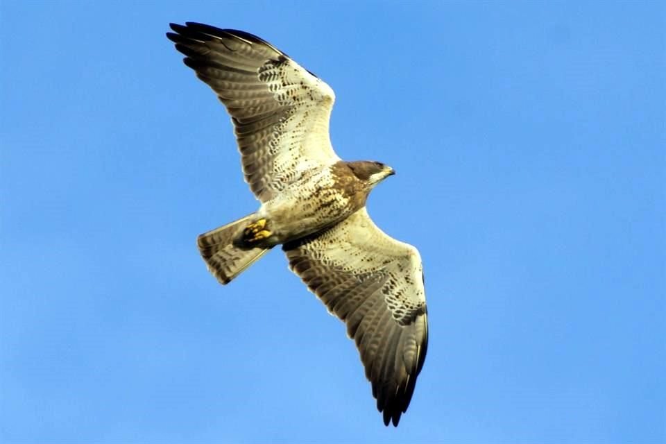 La Semadet indicó que aunque el relleno sanitario reduce el hábitat de las aves, el impacto será mínimo porque no nidifican en la zona.