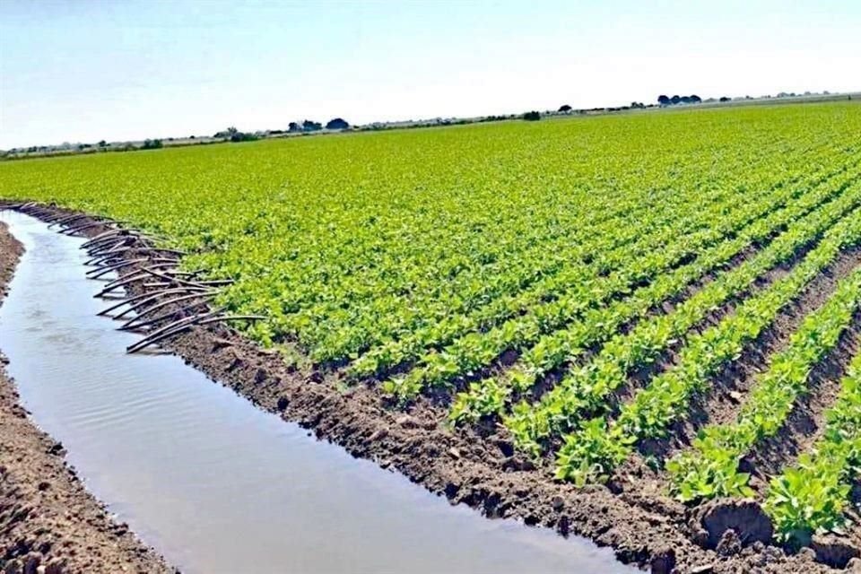 De septiembre a la fecha, en ocho meses, el crimen ha dejado más de mil 200 asesinatos y más de mil 100 secuestros en la entidad, según cifras de la Secretaría General de Gobierno de Sinaloa.