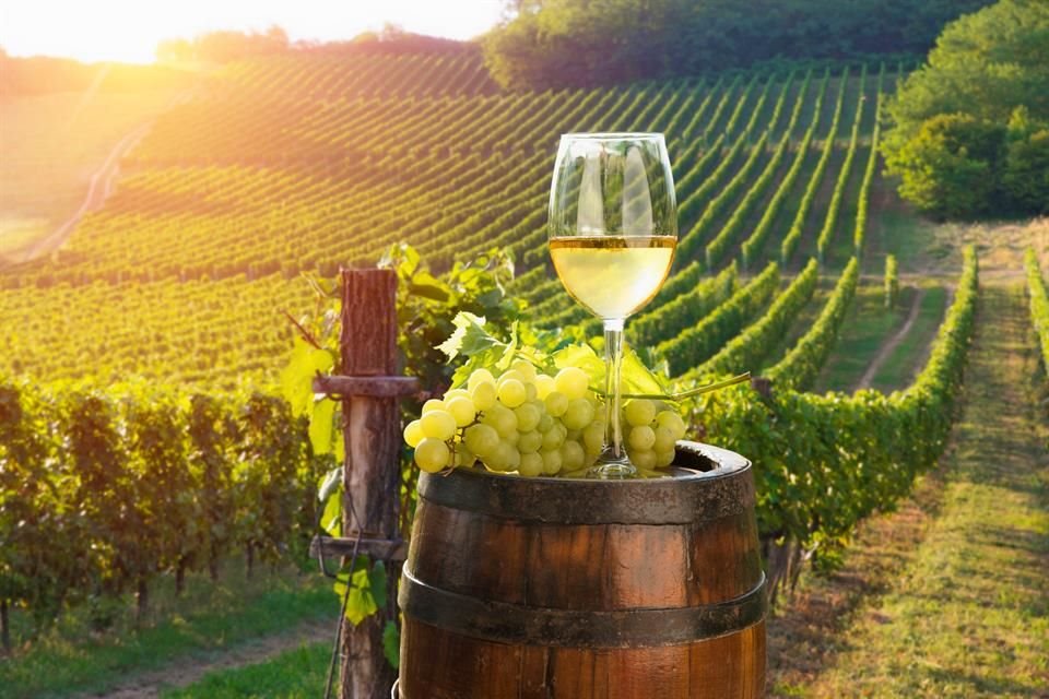 Te presentamos los mitos y realidades del vino blanco.