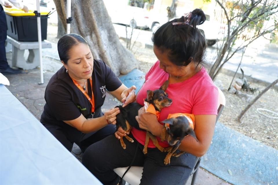 Para solicitar que el programa visite su colonia puede hacerlo a través de www.portal.zapopan.gob.mx.
