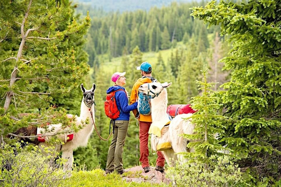 Una de las experiencias que nadie deberá perderse es la de realizar un paseo junto con llamas, tras las caminatas se suelen realizar un almuerzo campestre.