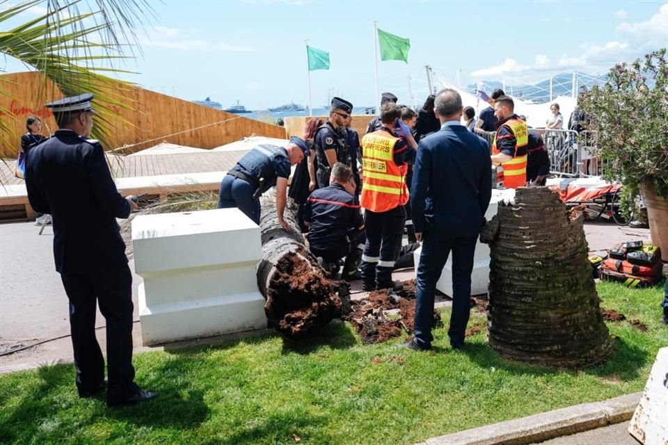 Una persona se encuentra 'herida de gravedad' luego de que se le cayera una palmera encima, en pleno Festival de Cine de Cannes.