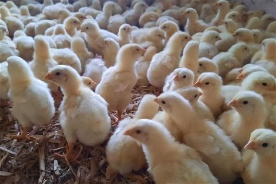 Por foco de gripe aviaria, México suspendió importación de productos avícolas de Brasil, como carne de pollo, huevo fértil y aves vivas.