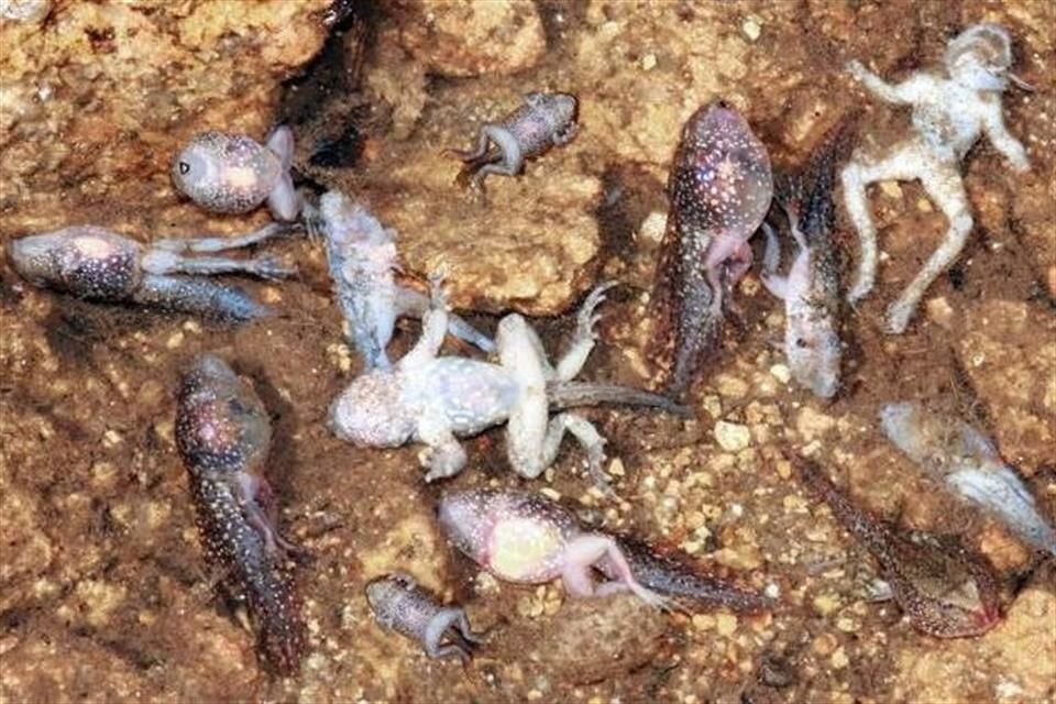 Desde los años 70 se ha registrado la muerte masiva de anfibios por este hongo en las selvas de Centroamérica y Australia.