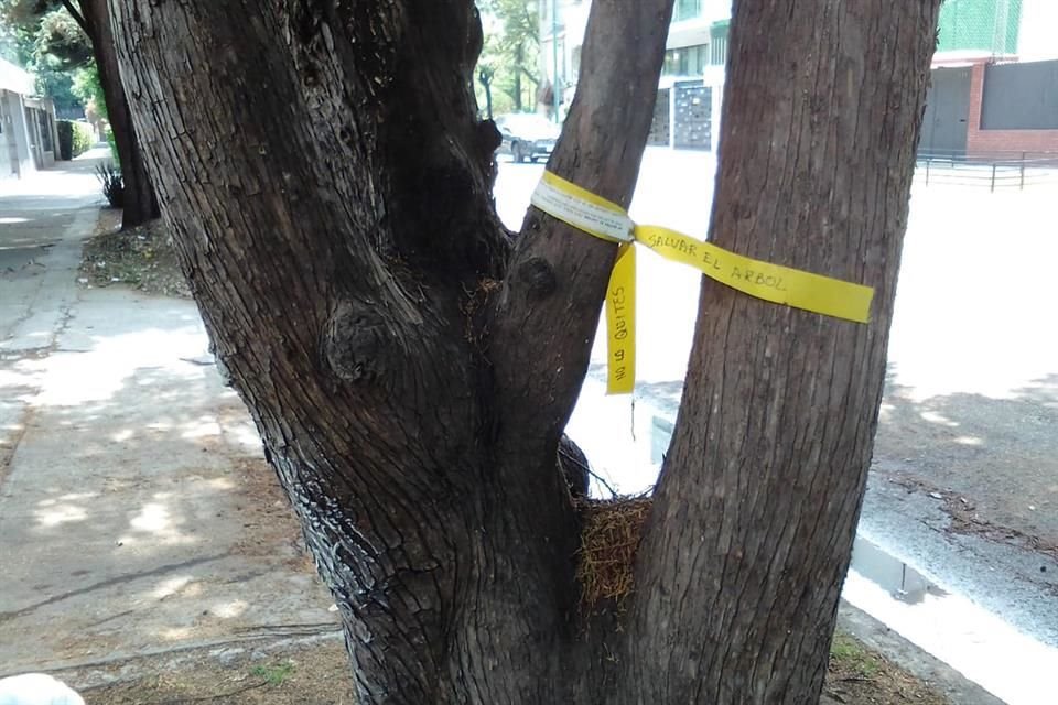 Especies afectadas por gusanos y palmeras secas.