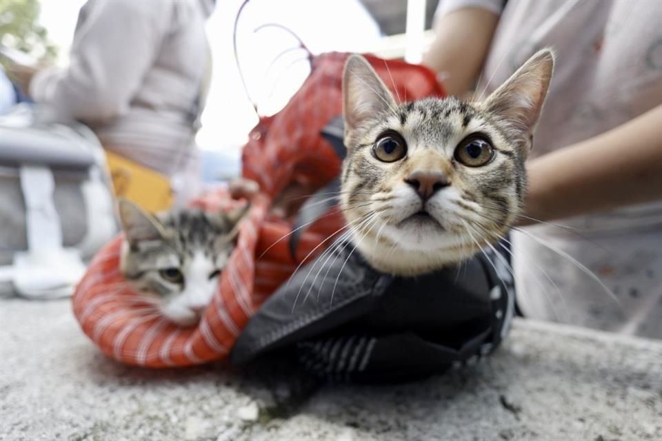 El Ayuntamiento de Tonalá realizará campañas de esterilización y vacunación gratuitas para perros y gatos a partir del lunes.