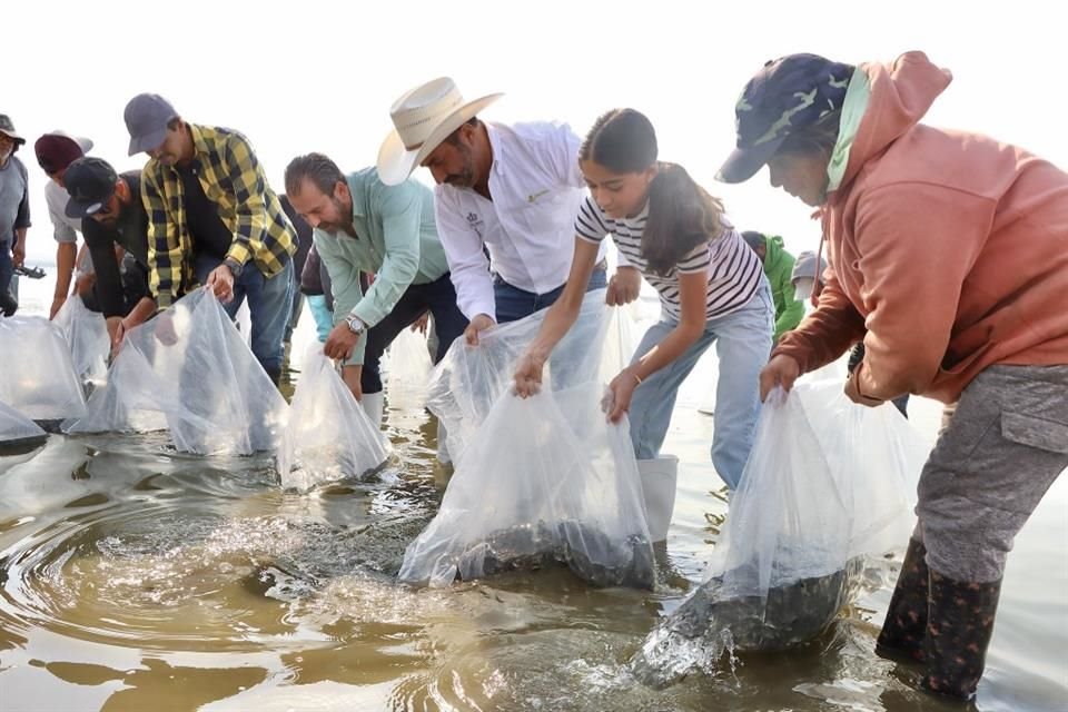 Los alevines provienen del Centro Acuícola Tizapán, ubicado en el municipio de Tizapán el Alto.
