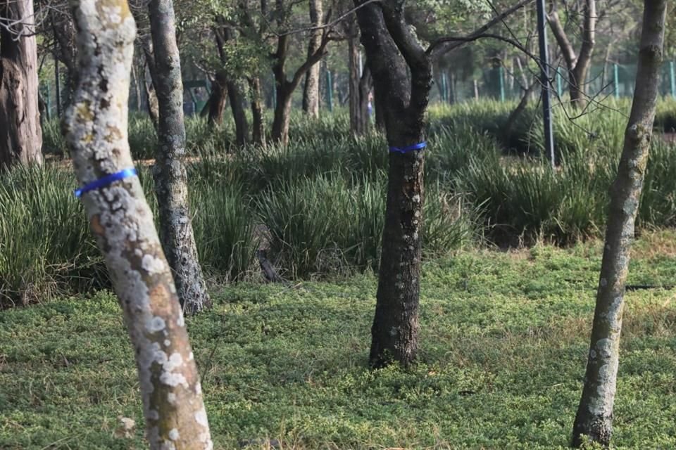 Esta semana comenzarán las labores de retiro de ejemplares en la Segunda Sección del Bosque.