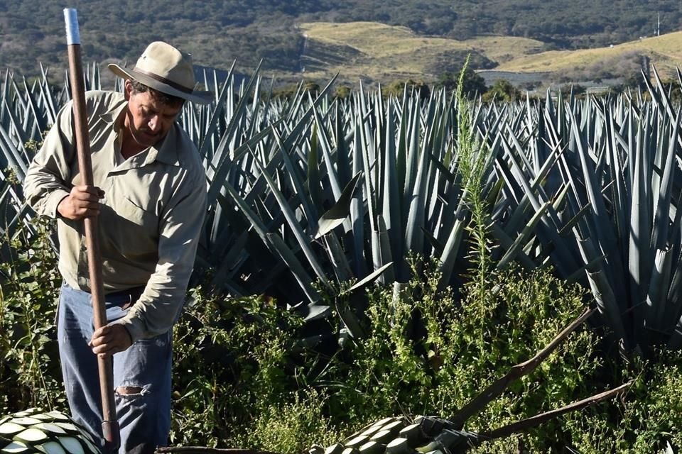 A siete meses de haberse lanzado la convocatoria, 842 productores de agave han obtenido la marca de certificación Agave Responsable Social.