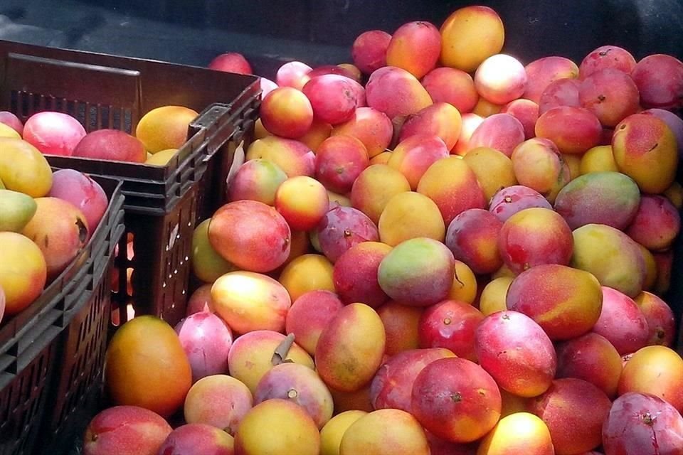 Es necesario que los productores jaliscienses estén atentos en sus producciones, principalmente de berries, aguacate, mango y limón.