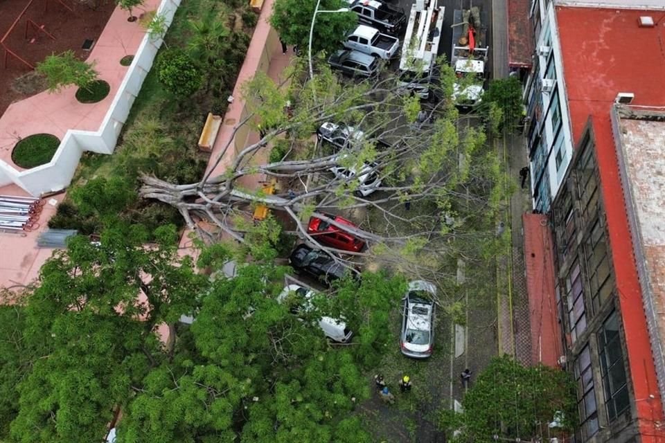 Un ficus de 20 metros de altura se cayó en el Parque Revolución, de Guadalajara, y afectó 7 vehículos que estaban estacionados.