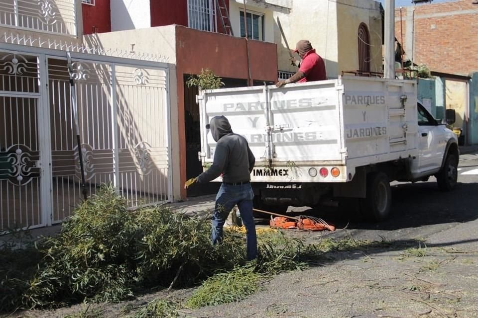 Más de dos centenares de árboles secos o en riesgo de caer fueron retirados por el Ayuntamiento de Tlaquepaque.