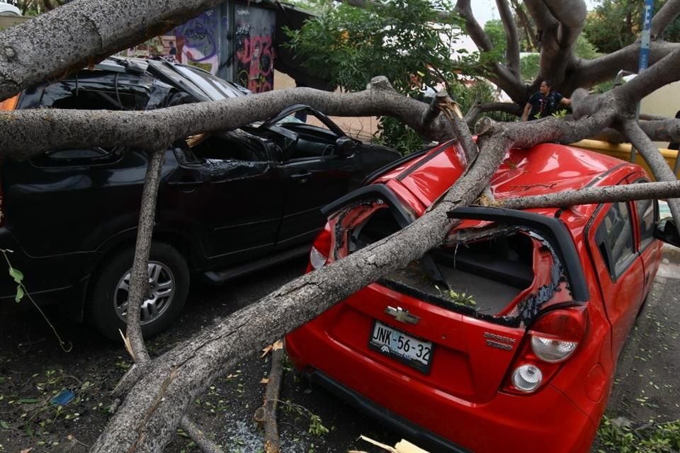 Un árbol de 20 metros de altura cayó sobre siete vehículos, incluyendo una patrulla de la Policía de Guadalajara, en López Cotilla al Cruce de Penitenciaría.