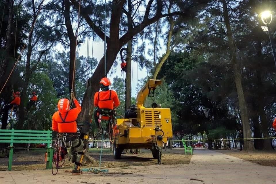 El Ayuntamiento de Guadalajara ha retirado 500 árboles.