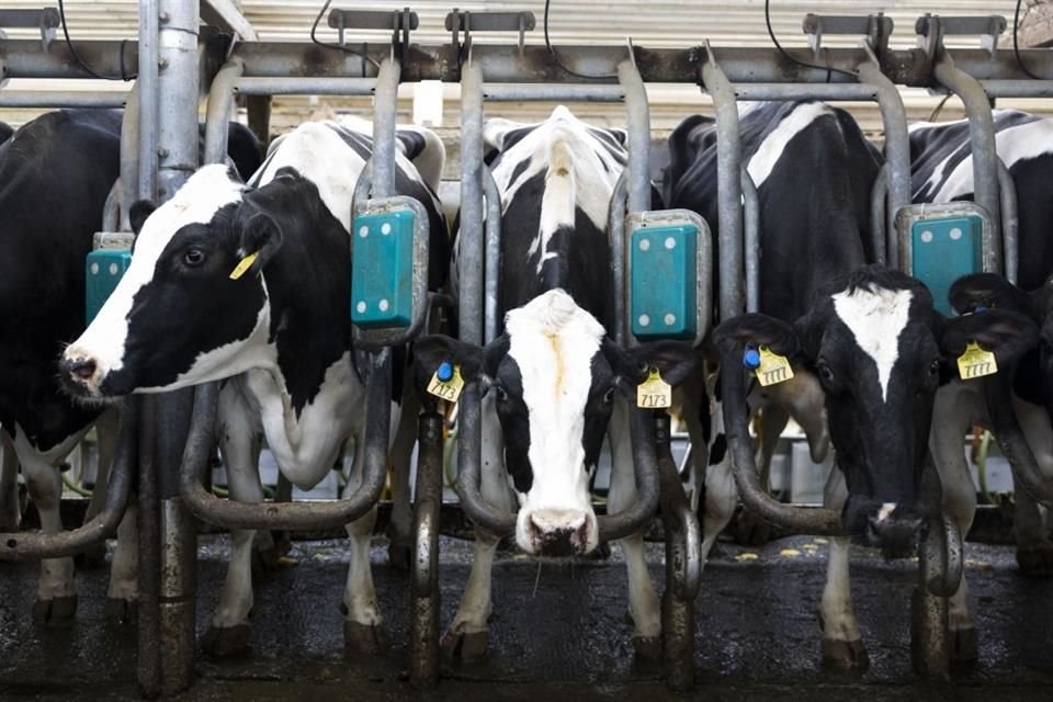 After nearly 30 years of being free of the screwworm, the pest has had an impact on its live cattle exports to the United States that has yet to be resolved, despite actions taken by the federal government.