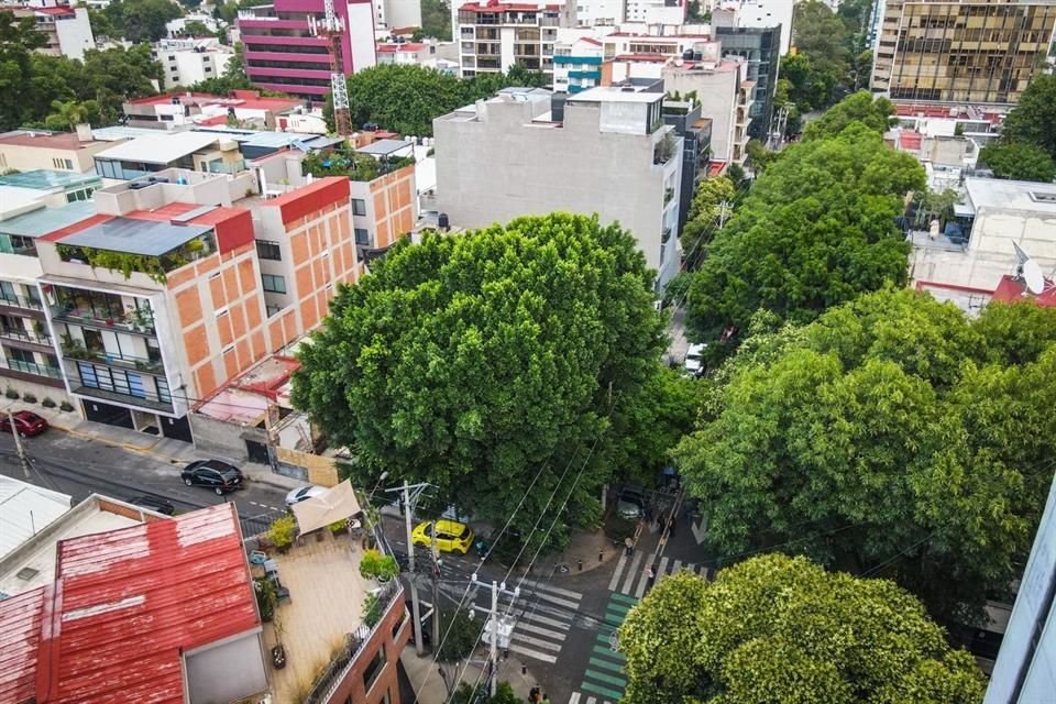 'Reiteramos que no existe autorización para su tla o derribo', señaló Sedema sobre el árbol laurel.