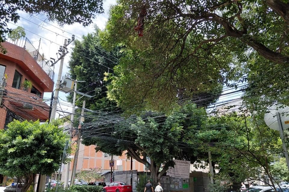 Habitantes de la Colonia Tlacoquemécatl, donde se encuentra el laurel de la India de más de 100 años, organizaron la celebración. 