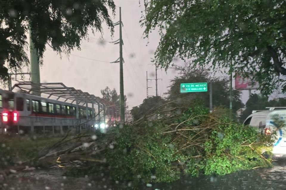 Árbol caído sobre Avenida Colón, antes de llegar a Patria.