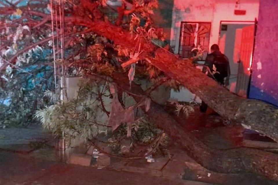 En Tlajomulco, los vientos y la lluvia registrados ayer provocaron la caída de 7 árboles. En uno de los casos, uno bloqueó parcialmente la entrada de una vivienda.