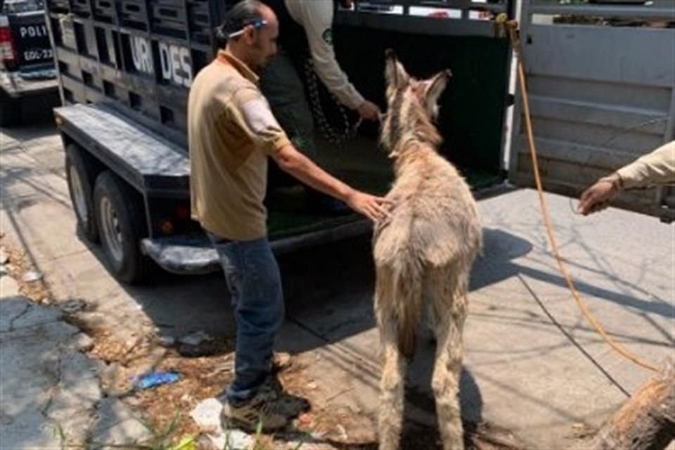 Una burrita y un perro que se encontraban en aparente estado de abandono fueron rescatados por policías investigadores y personal de la Unidad de Protección Animal de Guadalajara, en este Municipio.