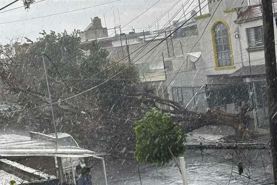 Árbol caído entre Avenida López de Legaspi y Calle Isla Barú, efecto de la lluvia causada en Guadalajara por la tormenta tropical Dalila.