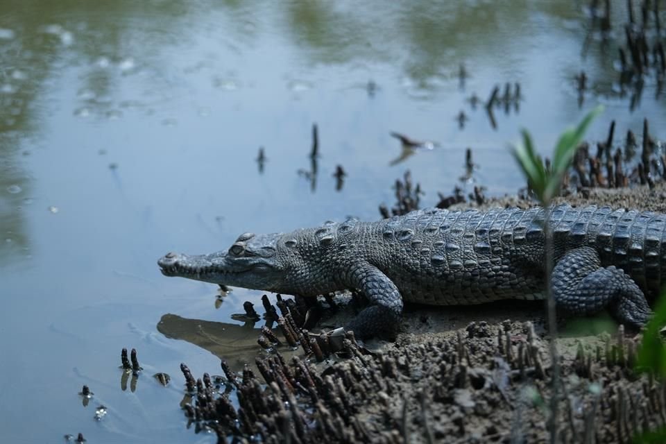 Gobierno de Jalisco y el equipo multidisciplinario del Parque Estatal Estero El Salado concientizarán sobre la relación humanos-cocodrilos.