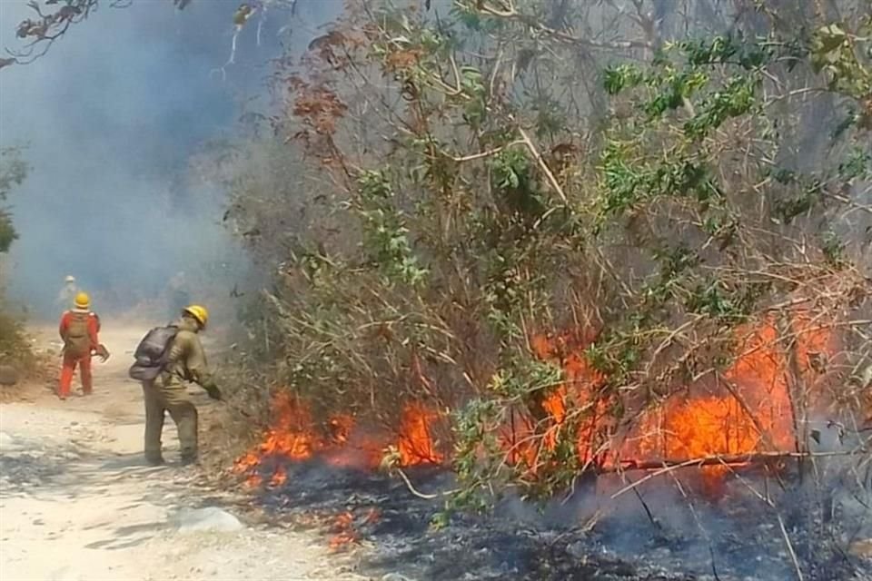 Fue detenido un sujeto señalado por ecocidio, responsable de dañar más de 36 hectáreas de la zona protegida del Bosque de la Primavera.