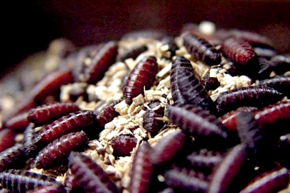 Pupa of the worm Cochliomyia hominivorax, or cattle borer.