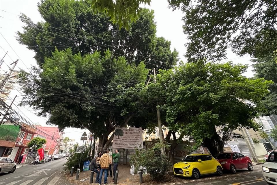 El caso de 'Laureano' cobró relevancia a principios de este mes, ante el temor de vecinos de que una obra inmobiliaria implicara daño a sus ramas y raíces