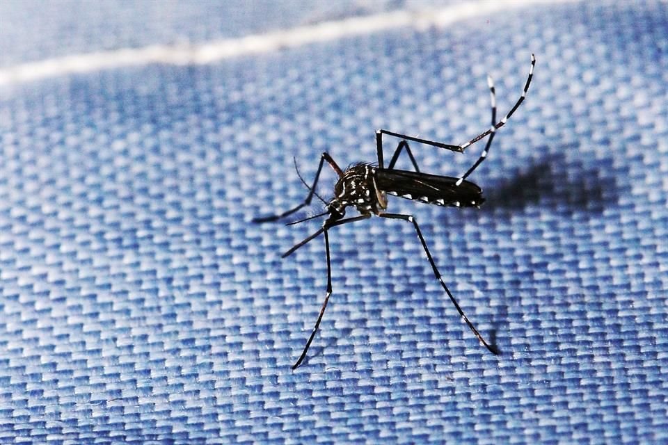 Dengue-koorts neemt af in Jalisco, en hoewel de staat op de eerste plaats staat in de Verenigde Staten wat betreft gevallen, is er sprake van een vertraging vergeleken met begin 2024.