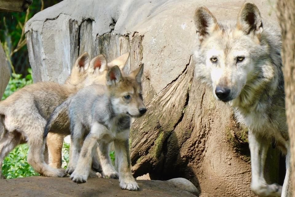 El 21 de abril se registró el parto y finalmente, el 21 de mayo, se lograron observar a las cuatro pequeñas crías de lobo mexicano.