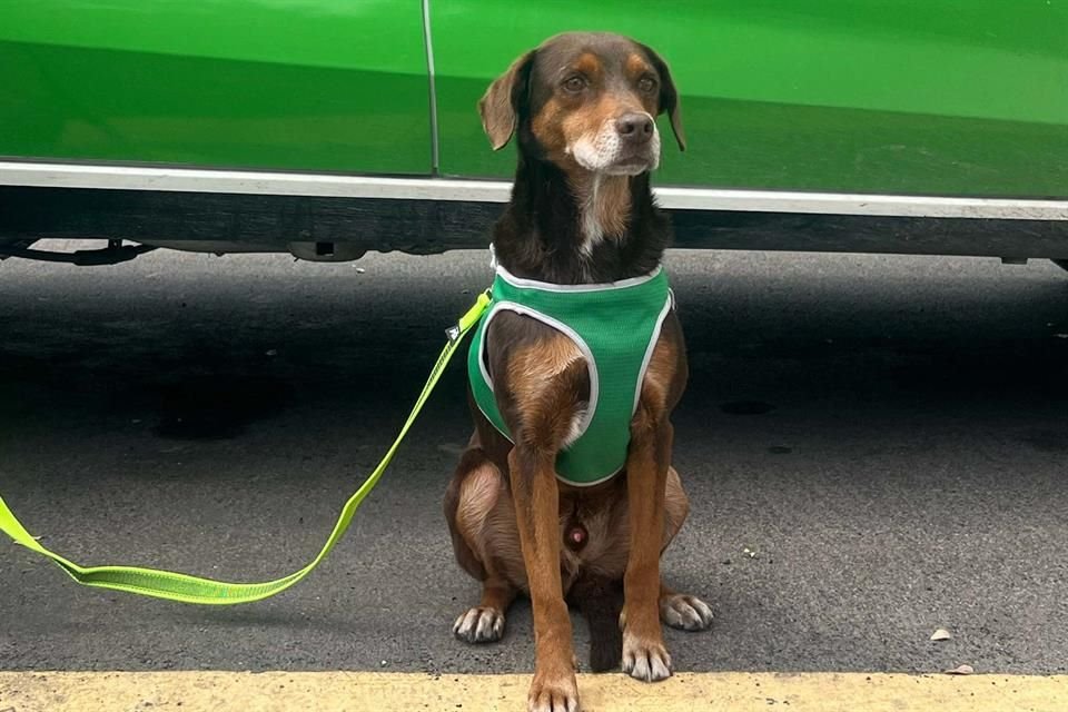 Perrito rescatado por el escuadrón Guardianes Viales de Zapopan, que ahora será su mascota.