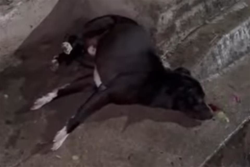 Una mujer rescató al perro y el colectivo Échame una pata, le ayuda con gastos.
