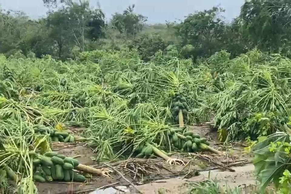 Algunos agricultores de la zona no han podido recuperarse desde el año pasado con el paso del huracán 'John', el cual afectó sus cultivos de papaya.