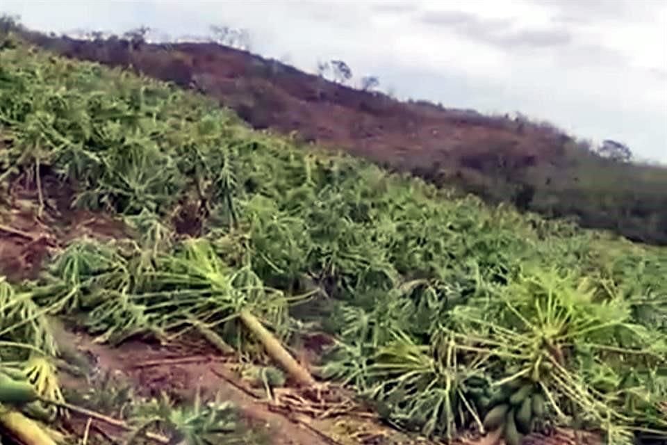 En una zona que vive de la cosecha de papaya, los plantíos quedaron destruidos.