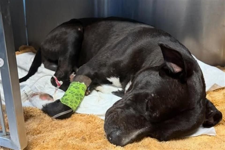 'Negrito', el perro que fue atacado a palos por una familia del poblado de Puente Grande, en Tonalá, se encuentra mejor de salud.