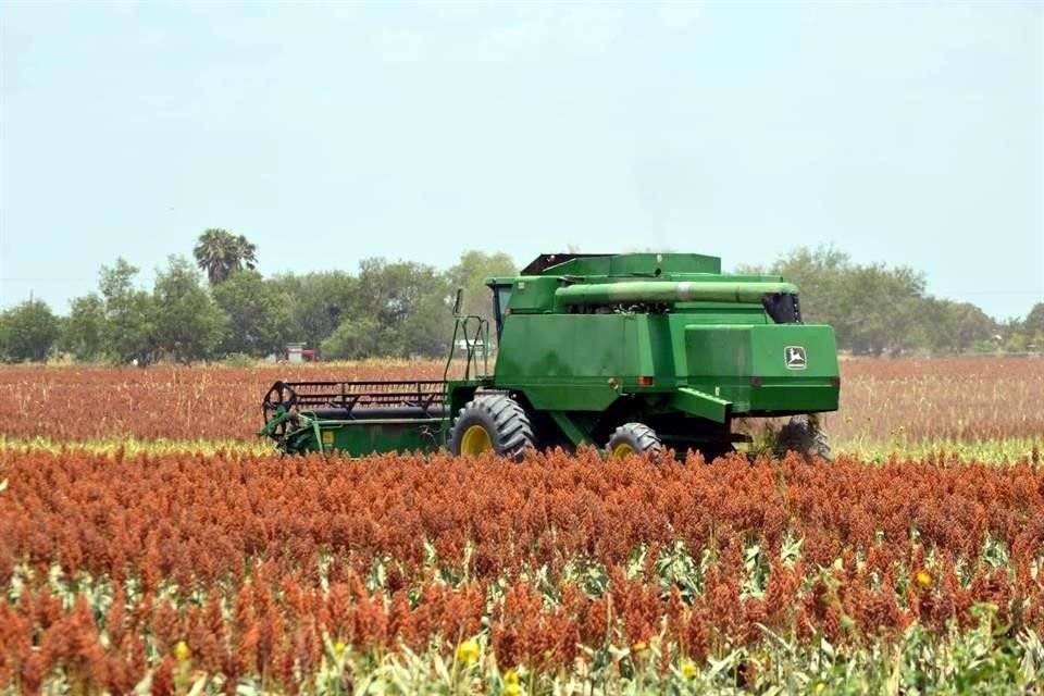 Estimaciones del sector apuntan a que, de una producción esperada de 1 millón de toneladas de sorgo para este año, apenas se alcanzarán unas 600 mil, lo que representa una caída del 40 por ciento.