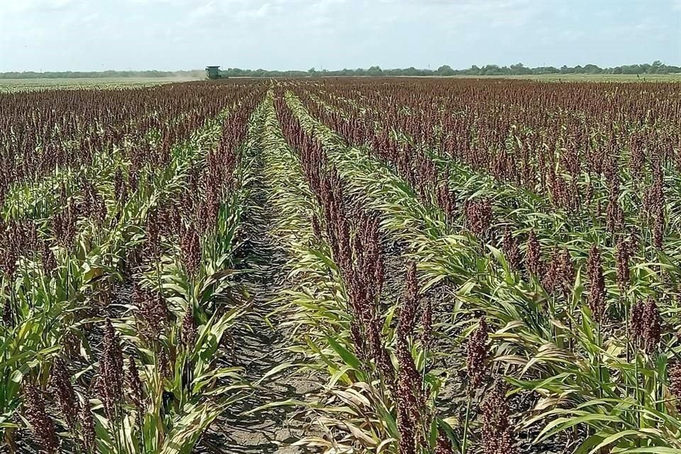 Actualmente, hay 200 mil hectáreas de riego sembradas con sorgo y maíz, y unas 800 mil de temporal.