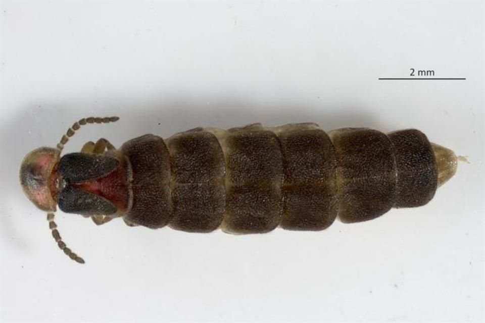 Una nueva especie de luciérnaga fue descubierta en el Bosque de Chapultepec durante el BioBlitz.