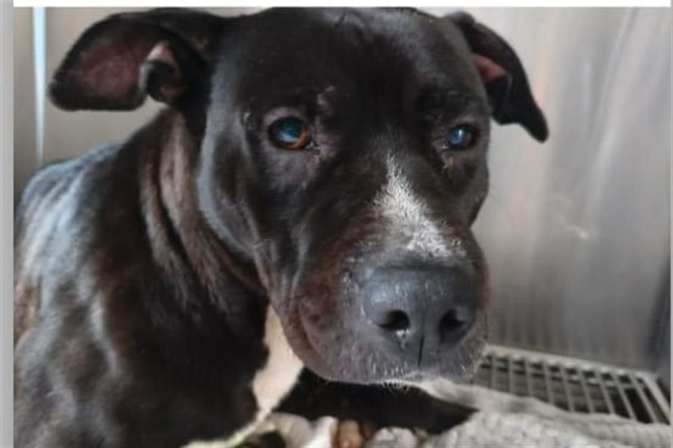 La familia acusada de golpear con palos al perro 'Negrito', en Tonalá, será citada ante un juez, pues la carpeta ya fue judicializada.