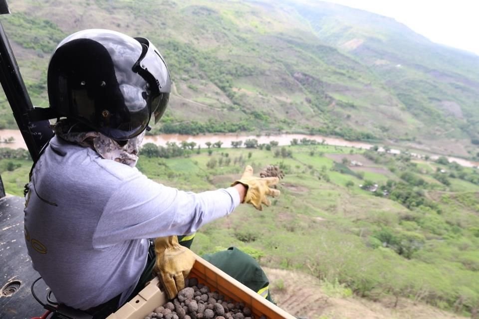 El Gobierno de Zapopan arrojó 20 mil bombas de semillas para reforestar áreas boscosas.