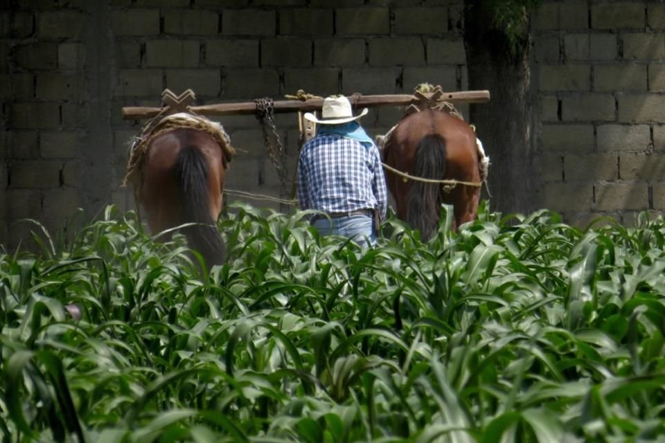 Actualmente no se sabe cuántas hectáreas de cultivo en Jalisco están tecnificadas.