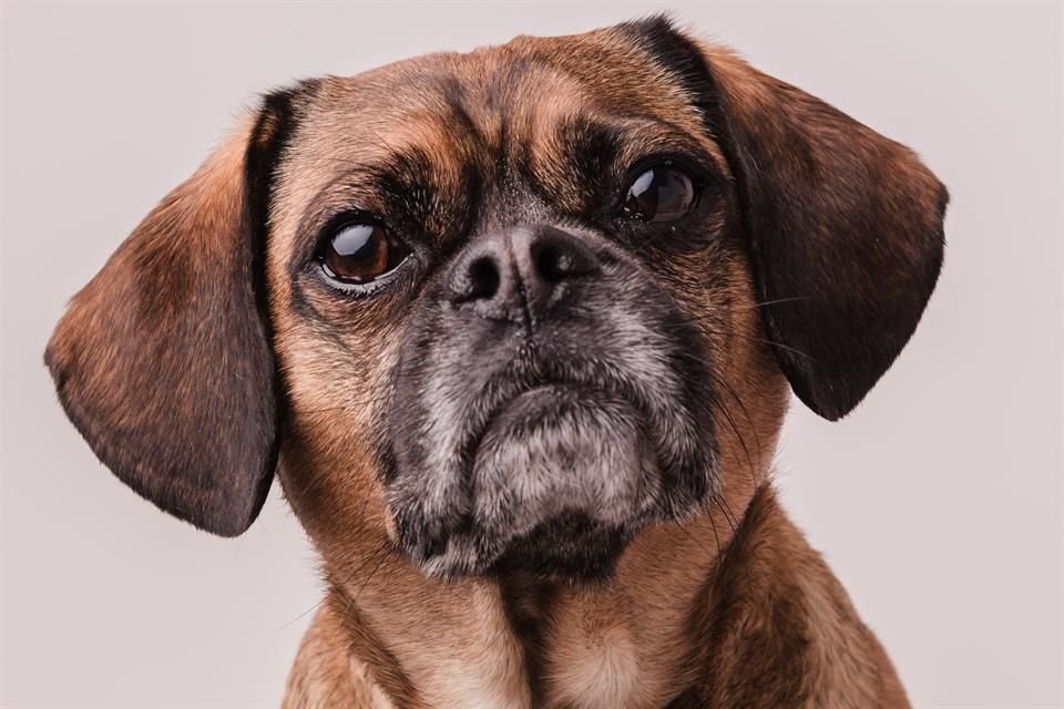 Veterinarians recommend biannual preventive visits for geriatric dogs.