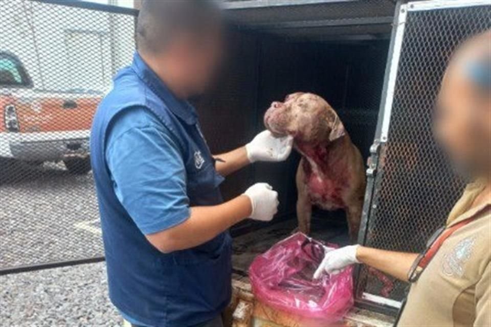 Personal del C5 se encontraba monitoreando cámaras de la zona cuando alcanzó a ver que un sujeto atacó a un perro con un cuchillo.